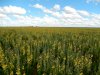 Experimentos evidenciam vantagens das diferentes opções de plantas de cobertura