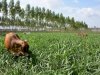 ILP e ILPF são destaques em Tarde de Campo do 18º ENPDP