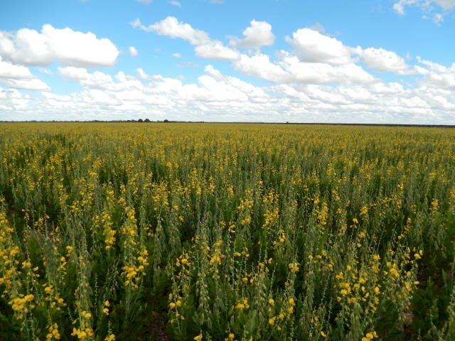 Experimentos evidenciam vantagens das diferentes opções de plantas de cobertura