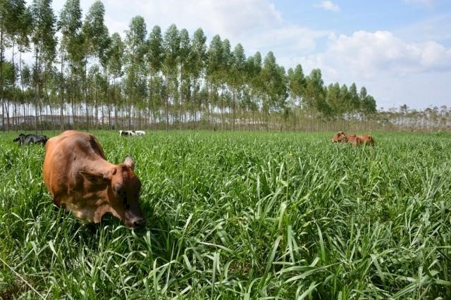 ILP e ILPF são destaques em Tarde de Campo do 18º ENPDP