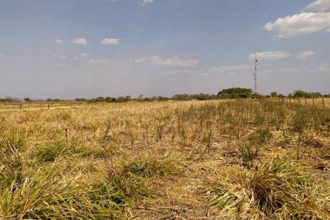 Consórcio de milho com capim colonião BRS Zuri reduz em cerca de 70% a infestação de plantas daninhas