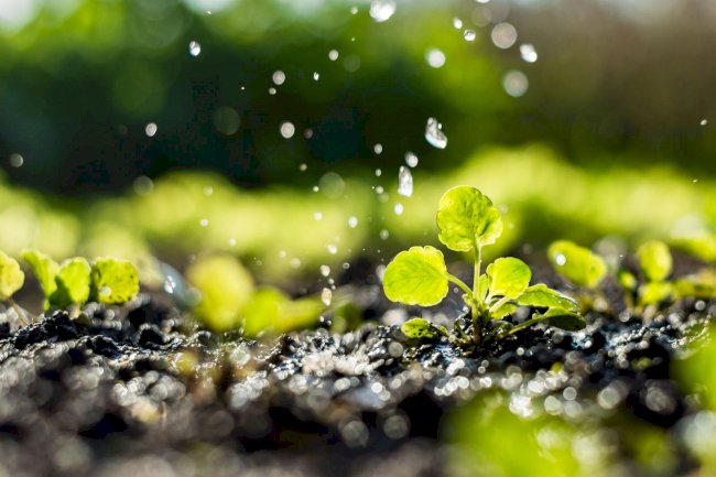 5 de Junho: Dia Mundial do Meio Ambiente - Importância da educação, conhecimento e comunicação