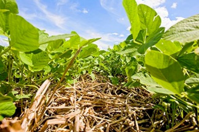 Transplante biológico entre plantas melhora produtividade de lavouras em até 30%