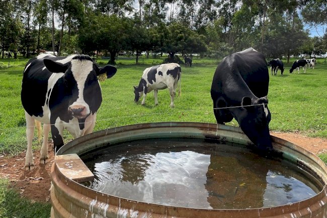 Livro traz informações sobre manejo hídrico eficiente e sustentável na pecuária