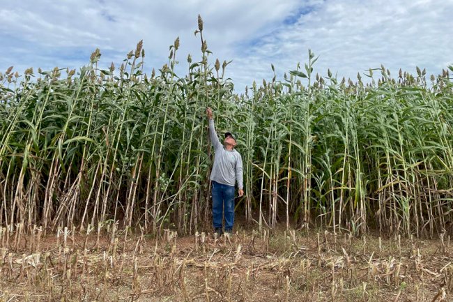 Novo sorgo forrageiro BRS 661 alia alta produtividade e qualidade nutricional