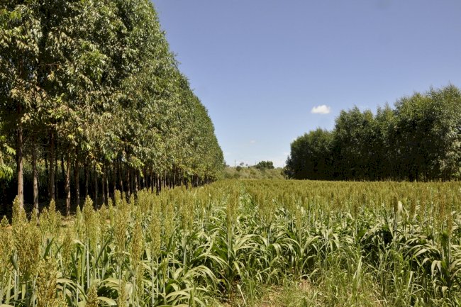 Expandindo a produção agrícola sem desmatamento