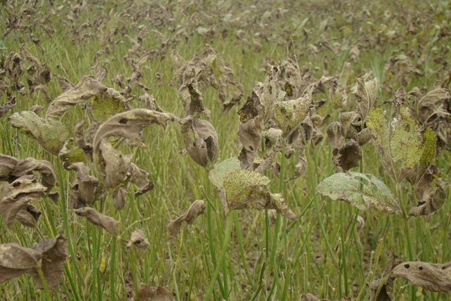 Aplicativo gratuito ajuda produtores a reduzir defensivos em lavouras na Bahia