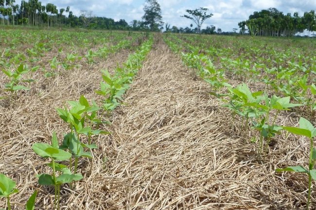 Agricultura regenerativa é aliada contra a seca