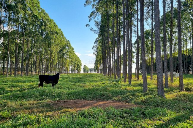 Estudo quantifica déficit de carbono associado a mudanças de uso da terra no Brasil