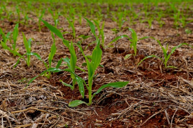 Sustentabilidade para futuras gerações: Sistema Plantio Direto alia economia e conservação ambiental