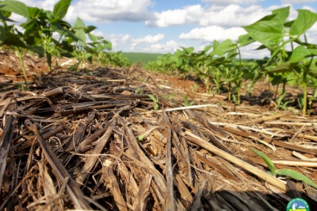 Agricultura regenerativa a partir do  Sistema Plantio Direto