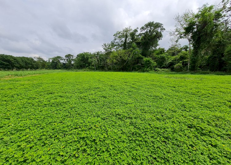 Nova cultivar de amendoim forrageiro apresenta alto teor de proteína