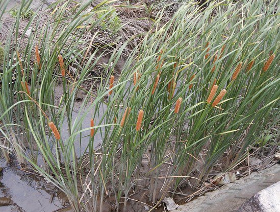 Estudo mostra que planta aquática pode remover o excesso de manganês em solos afetados por mineração