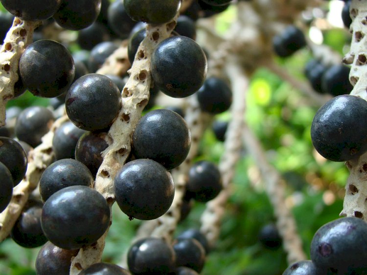 Cerrado deve se tornar mais novo polo de fruticultura do Brasil