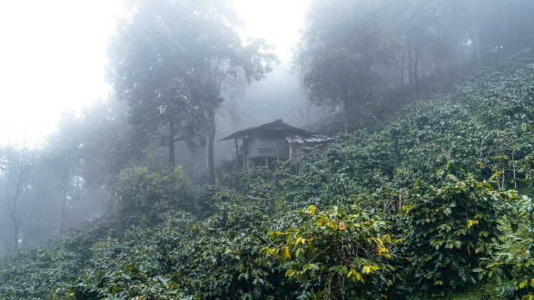 Inteligência em agricultura tropical