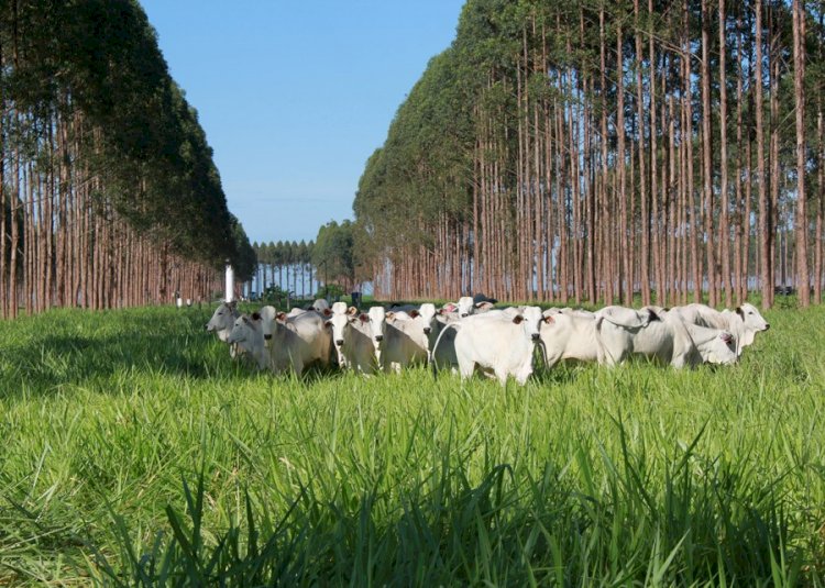 Resposta imunológica de novilhas Nelore é maior em sistemas ILPF