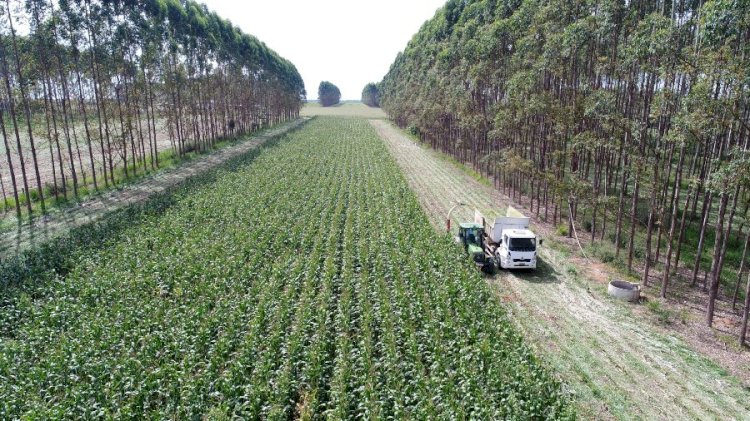 Embrapa Agrossilvipastoril capacita técnicos e projetistas em ILPF e agricultura de baixo carbono