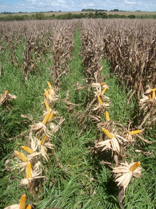 Milho: oportunidade para a agricultura de Mato Grosso do Sul