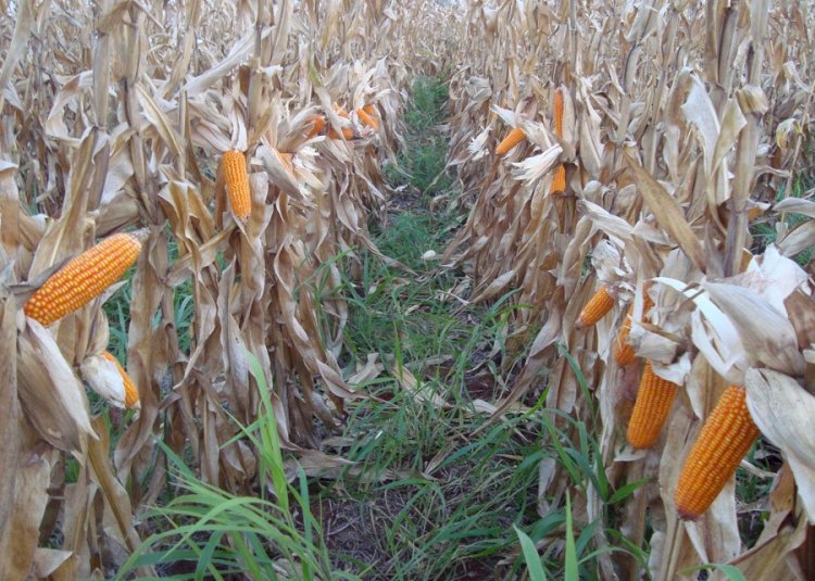 Inoculante reduz perdas de produtividade do milho consorciado com braquiária