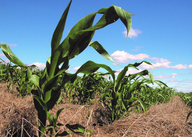 Manejo adequado do solo aumenta sequestro de carbono em áreas irrigadas