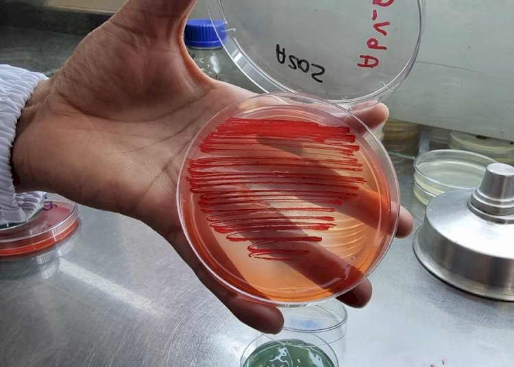 Bactérias aumentam produtividade em lavouras de arroz, feijão e milho