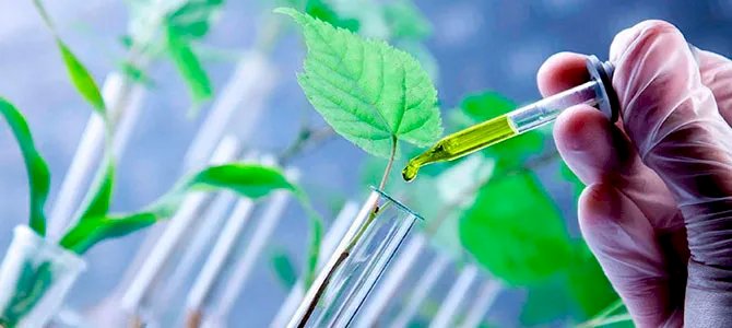 Química verde e biotecnologia: bioenergia, bioprodutos e dispositivos sustentáveis