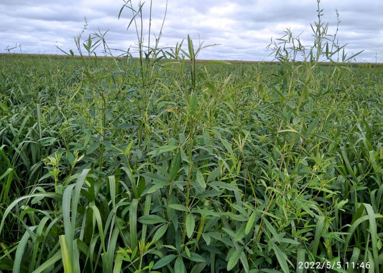 Produtividade da soja cresce até 20% em consórcio de capim com crotalária