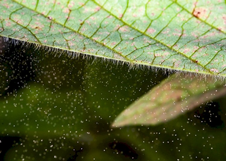 Genoma da ferrugem-asiática da soja direciona novas estratégias de manejo