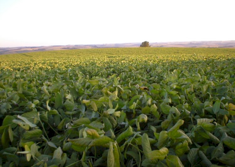 Novo software avalia fertilidade e equilibra adubação em sistemas de produção de soja