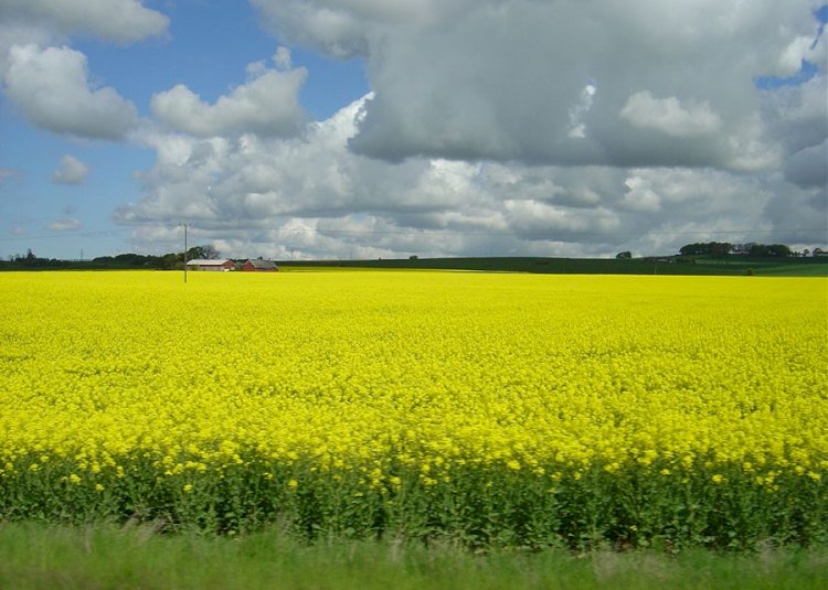 Projeto traça perfil de sustentabilidade da cadeia produtiva da canola