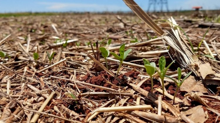 Produtores desconhecem bases da agricultura conservacionista, aponta estudo