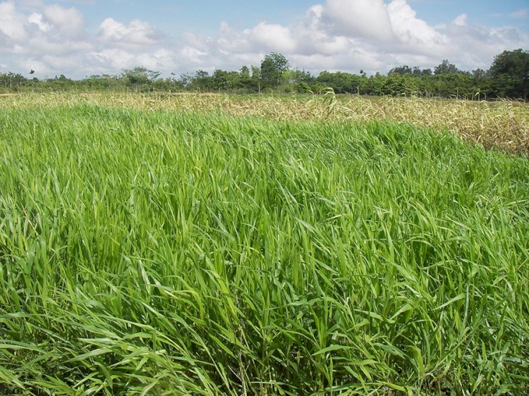 Sequenciamento do genoma de Urochloa ruziziensis potencializa melhoramento genético de espécies forrageiras