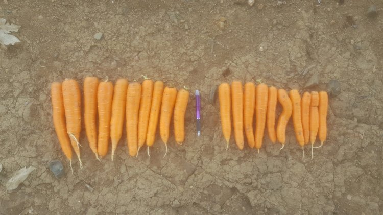 Transplante biológico entre plantas melhora produtividade de lavouras em até 30%