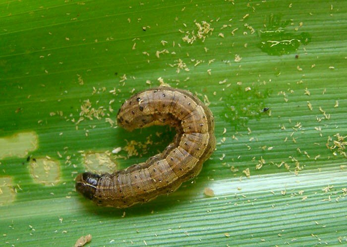 Sistema de Agricultura alerta pecuaristas sobre cuidados com pragas das pastagens