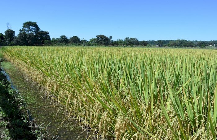 Embrapa lança cultivar de arroz irrigado para o Sistema de Produção Clearfield