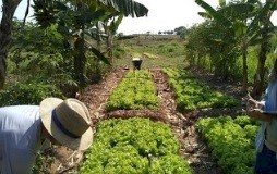 Alface irrigada em consórcio em sistema agrofloresta produz mais com uso racional da água