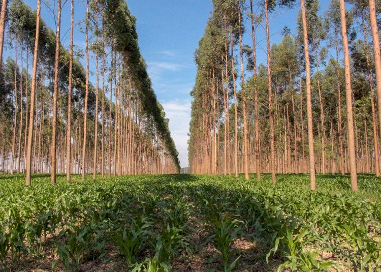Estudo com técnica fotônica apresenta dados inéditos sobre carbono no solo