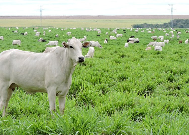 Monitoramento remoto irá mapear a intensificação sustentável da agricultura brasileira