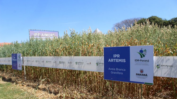 Paraná ganha programa para fomentar cultivo de cereais de inverno