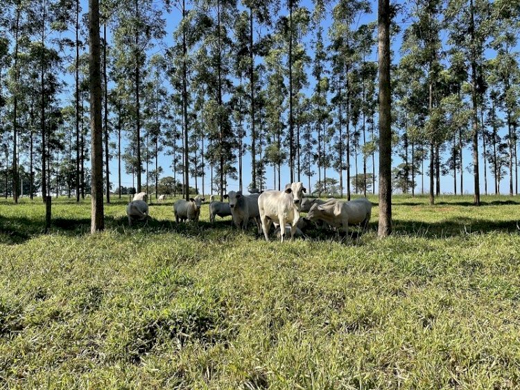 ILPF melhora fertilidade e aumenta retenção de água no solo