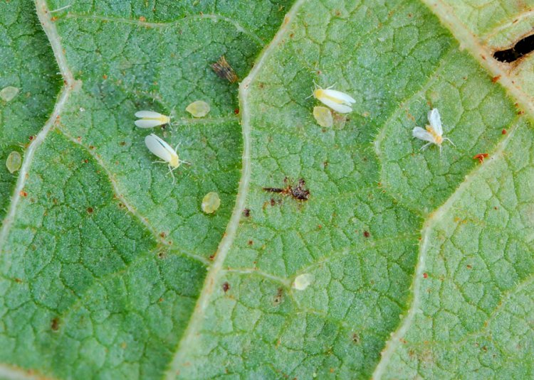 Bioinseticida para controle da mosca-branca chega ao mercado