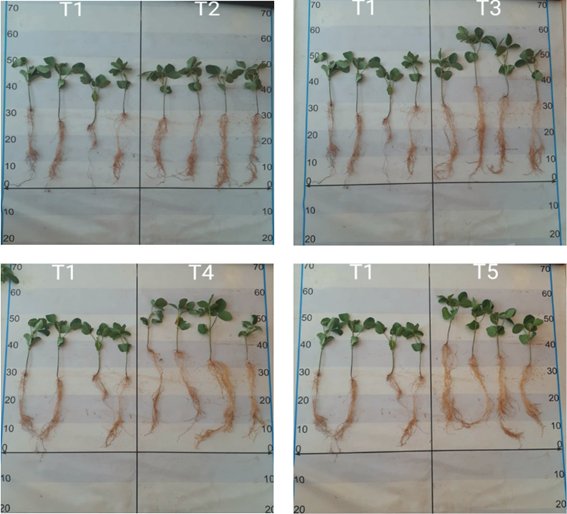 Bactérias do gênero Bacillus podem atuar como promotoras do crescimento da soja?