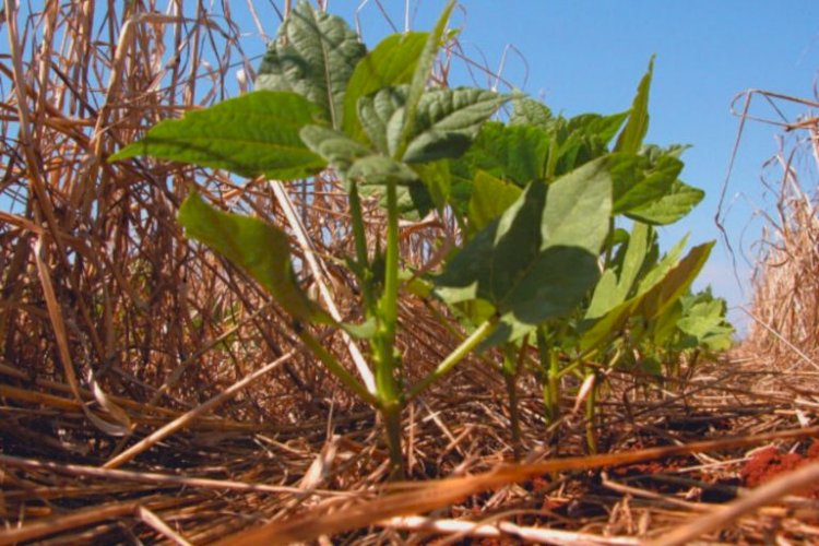 Santa Catarina institui Plano Agricultura de Baixa Emissão de Carbono
