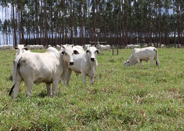 Estudo mostra que pluralidade e redes de inovação caminham juntas rumo à sustentabilidade da agropecuária
