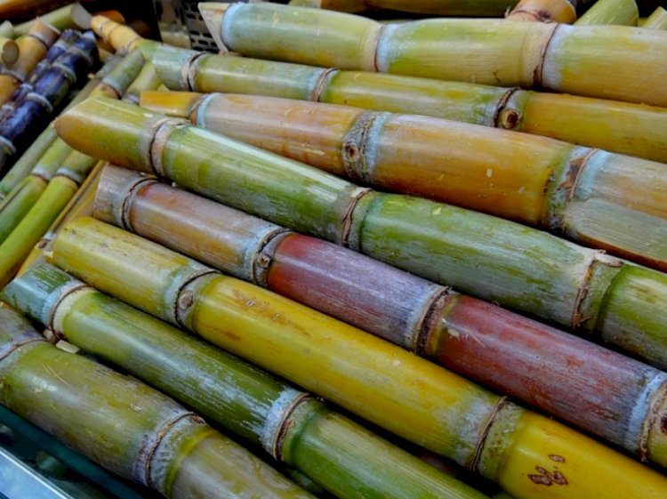 Descoberta pode contribuir para aumentar e baratear a produção do etanol de segunda geração