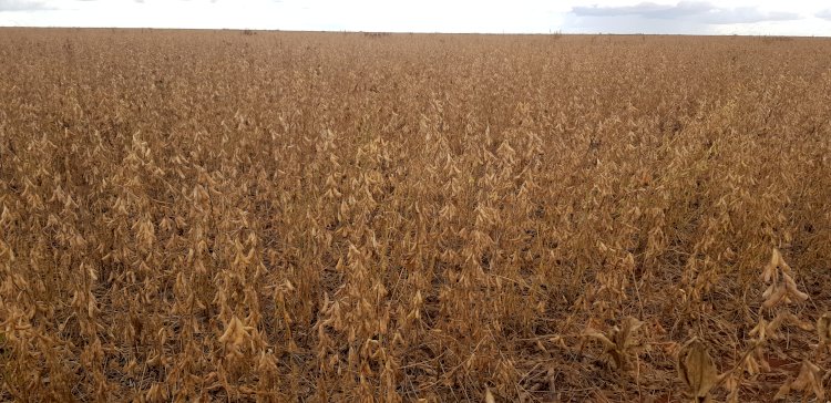Embrapa lança cultivar de soja resistente à ferrugem