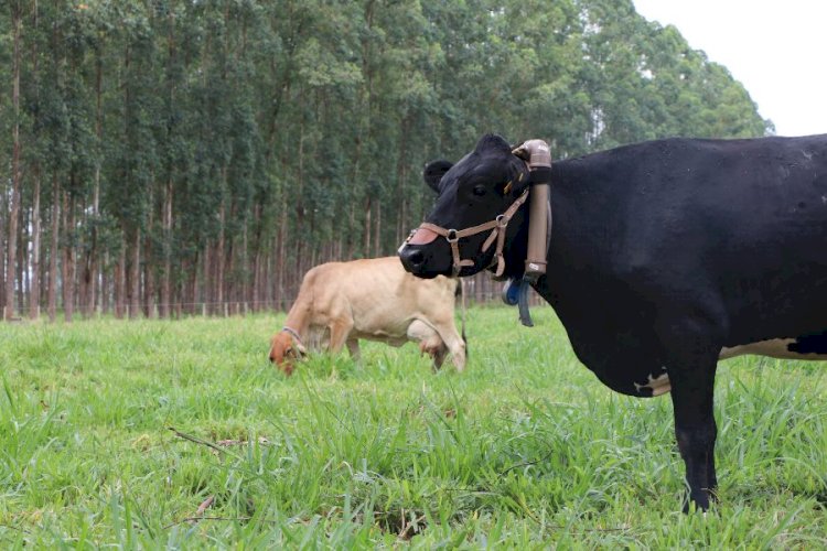 Pesquisa começa a medir a emissão de metano por bovinos em Mato Grosso