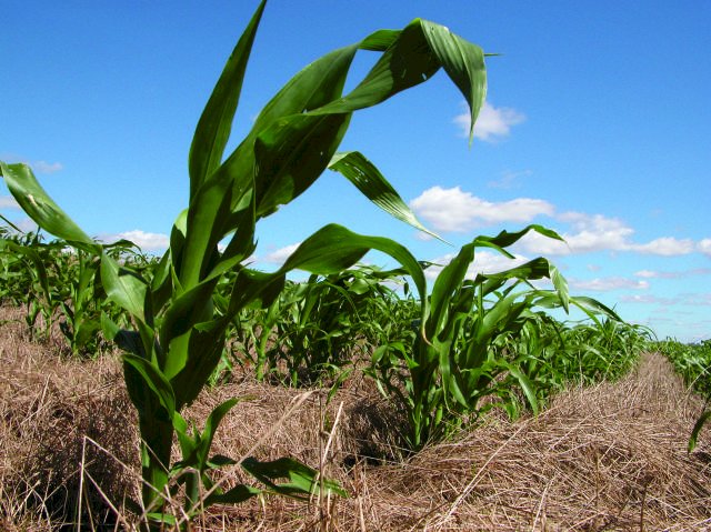 Senado aprova Dia Nacional do Plantio Direto