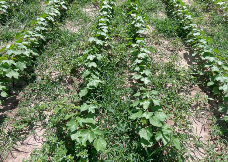 Pesquisadores monitoram resistência de plantas daninhas a herbicidas em Mato Grosso