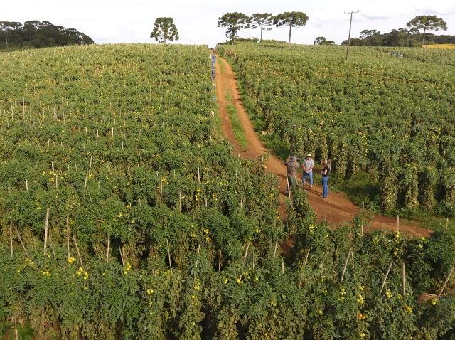 Uso consciente de fertilizantes cria caminho sustentável para a produção de hortaliças em SC
